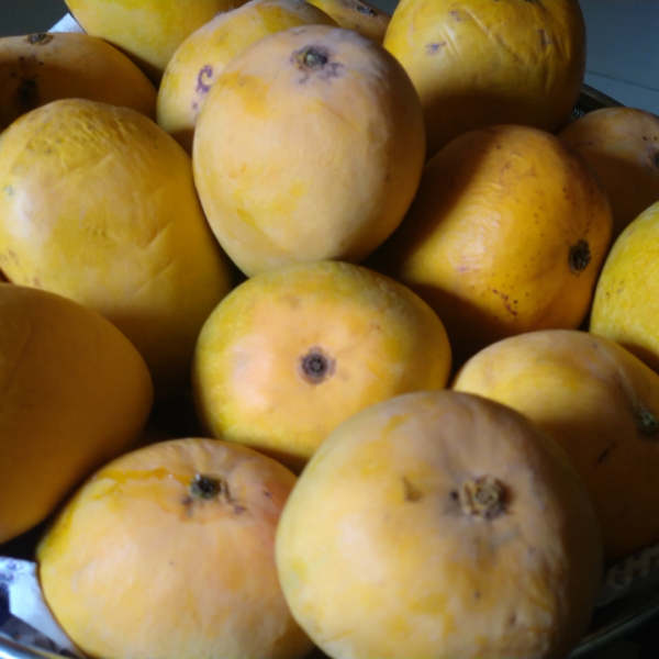 Alphonso Mango Box (10-12 pcs)