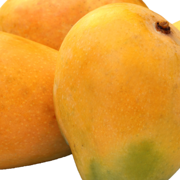 Kesar Mango Box (10-12 pcs)